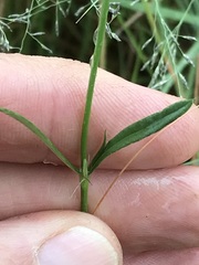 Cordylostigma virgatum