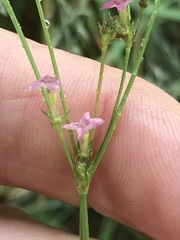 Cordylostigma virgatum