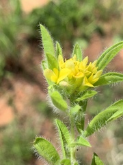 Leobordea corymbosa