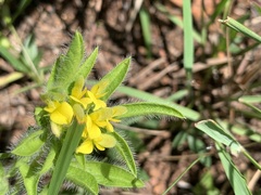 Leobordea corymbosa
