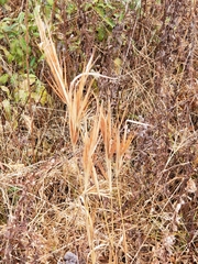 Andropogon gyrans