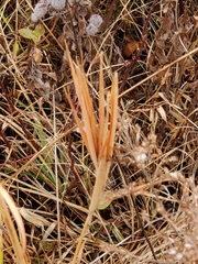 Andropogon gyrans