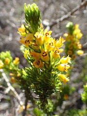 Erica parilis