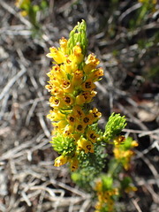 Erica parilis
