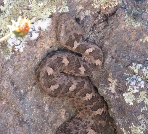Photo of a Queretaran Dusky Rattlesnake (Crotalus aquilus)