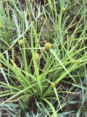 Cyperus erectus
