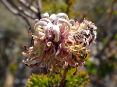 Serruria dodii