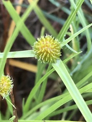 Cyperus erectus