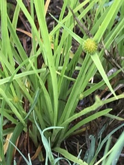 Cyperus erectus
