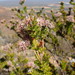 Serruria dodii - Photo (c) Marian Oliver,  זכויות יוצרים חלקיות (CC BY-NC), הועלה על ידי Marian Oliver