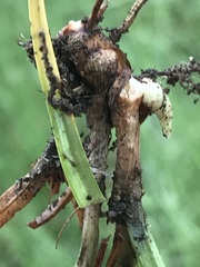 Cyperus erectus