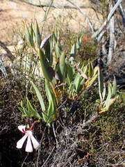 Pelargonium lanceolatum