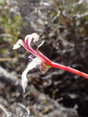 Pelargonium lanceolatum