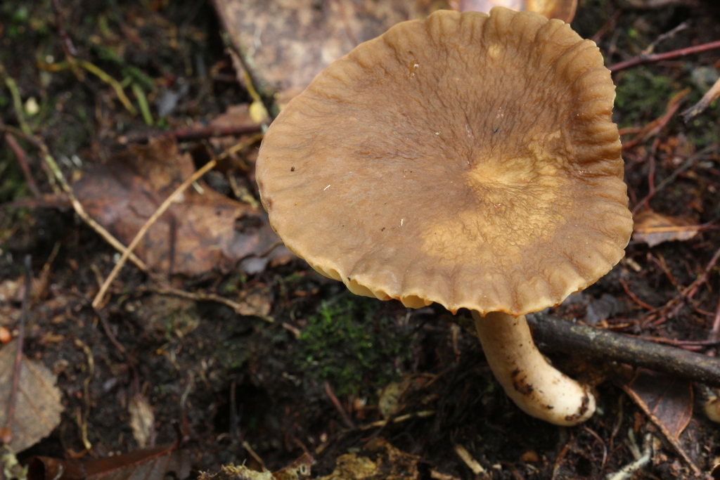 Lactarius subplinthogalus