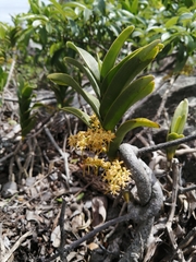 Tridactyle bicaudata rupestris