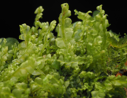 Harpanthus flotovianus observed 2025-09-18