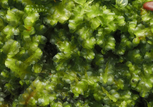 Harpanthus flotovianus observed 2025-09-18