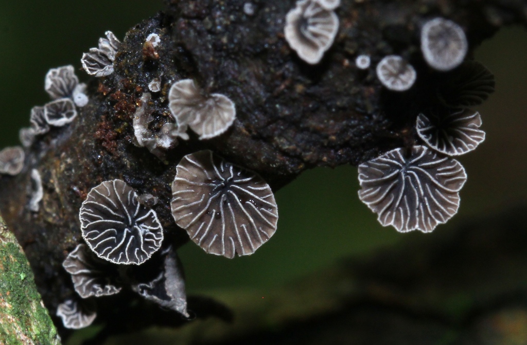 Melanotus alpiniae
