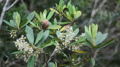 Brachylaena glabra