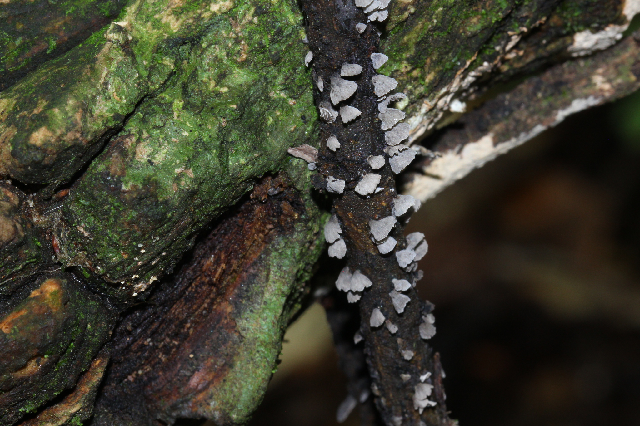 Melanotus alpiniae image