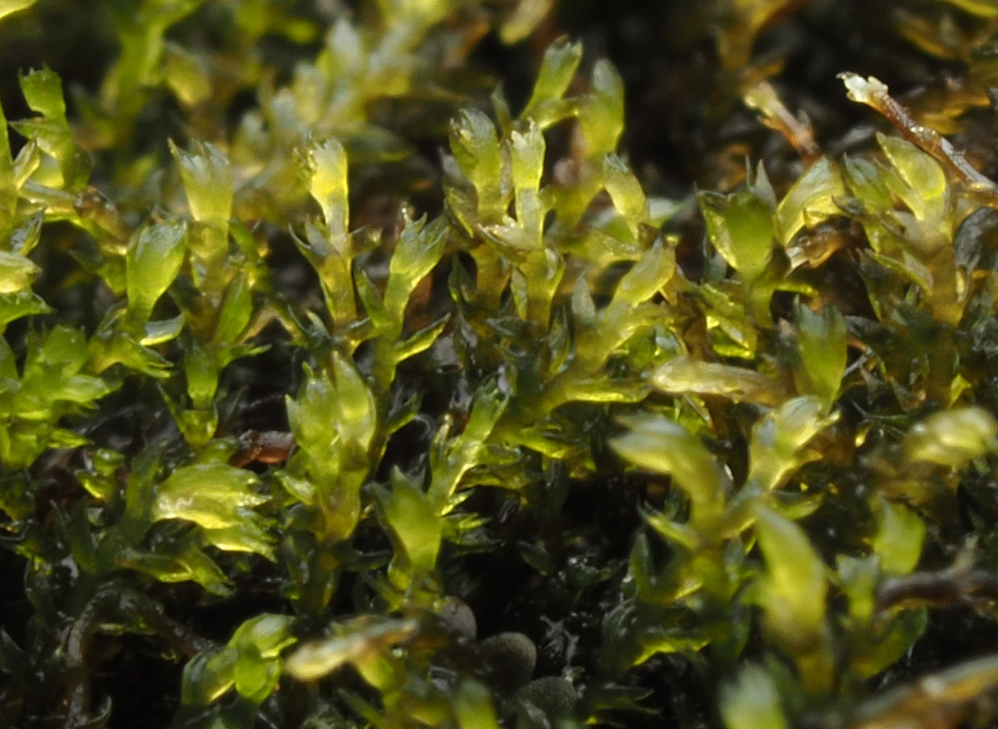 Hygrobiella laxifolia