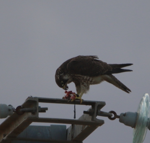 Peregrine Falcon