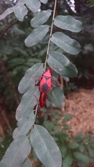 Probergrothius sanguinolens