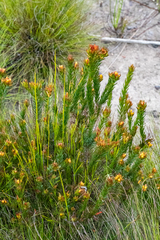 Gnidia juniperifolia