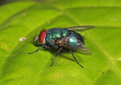 Lucilia eximia