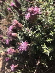Pteronia hirsuta