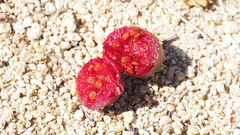 Opuntia engelmannii var. engelmannii