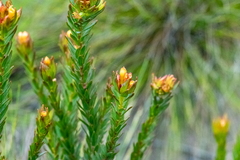 Gnidia juniperifolia