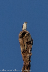 Microhierax melanoleucos