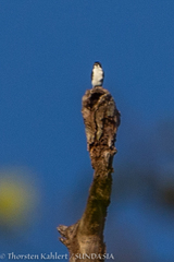 Microhierax melanoleucos