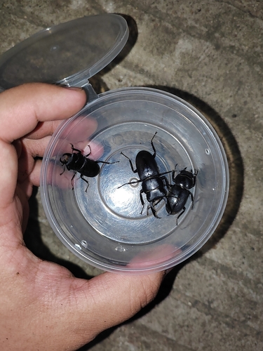 Little Stag Beetle