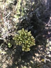 Crassula flava