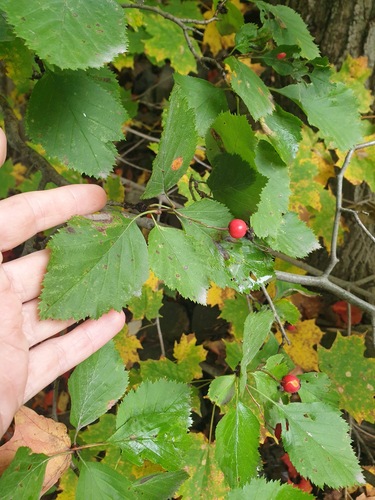 Large-thorn hawthorn (Crataegus macracantha)