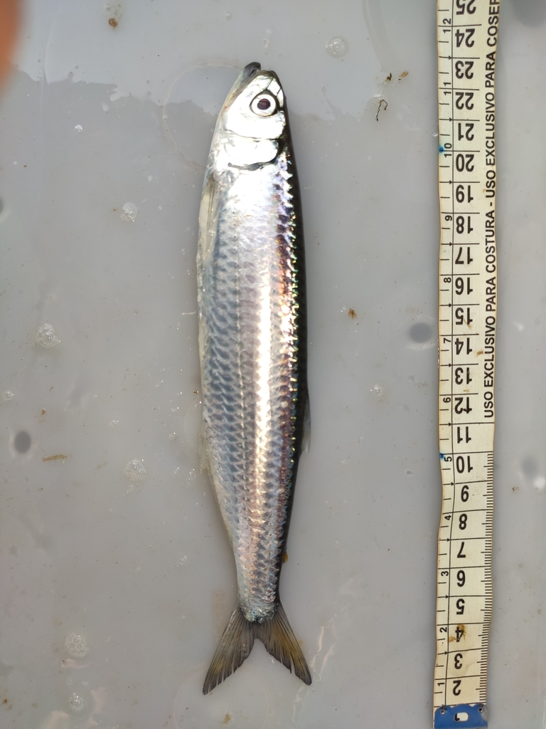 Tandtetra (Agoniates halecinus) — Triportheidae
