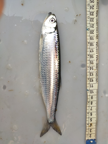 Fanged tetra (Agoniates halecinus) — Triportheidae