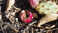 Opuntia engelmannii var. engelmannii