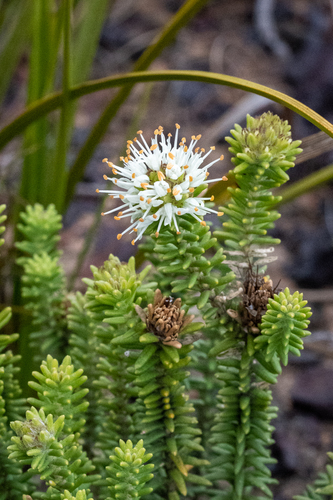 Campylostachys cernua (Campylostachys cernua)