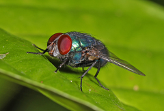 Lucilia eximia