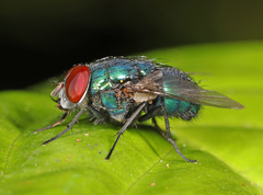 Lucilia eximia