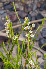 Coleonema juniperinum