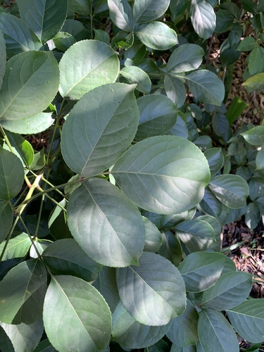 Bischofia javanica