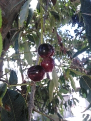 Prunus serotina capuli