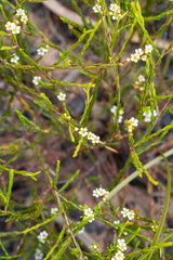 Coleonema juniperinum