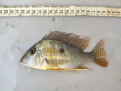 Geophagus