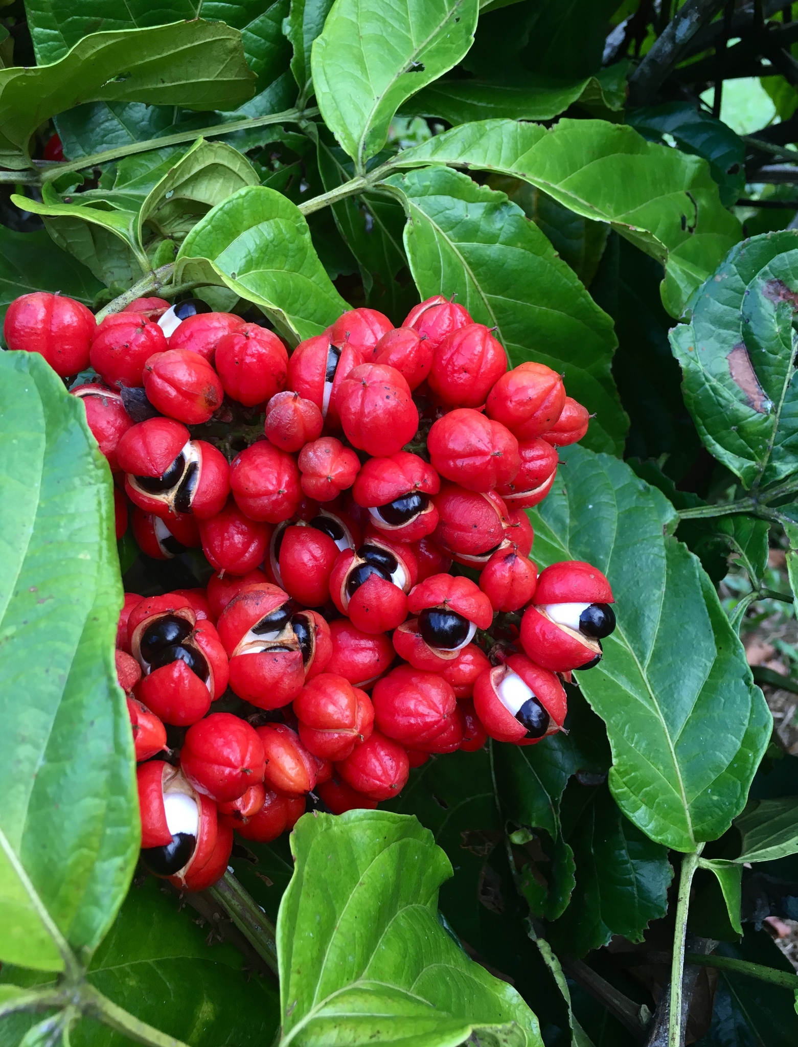 Imagem de Guaraná