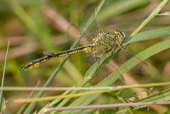 Gomphus pulchellus
